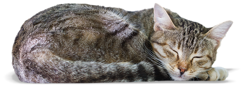 Adopt us Cat- Lanai Cat Sanctuary