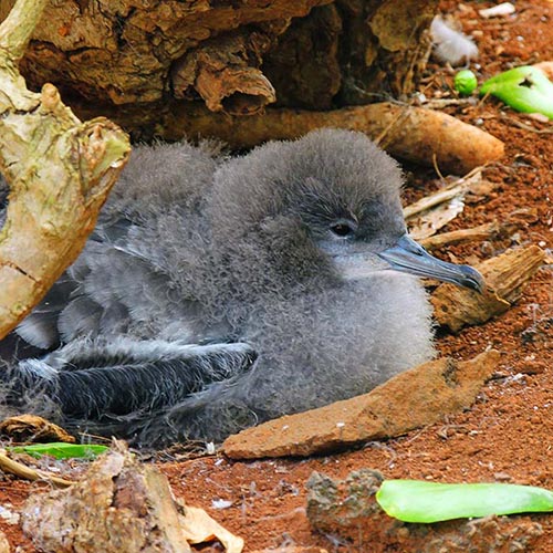 Saving Native Hawaii Birds - Lanai Cat Sanctuary