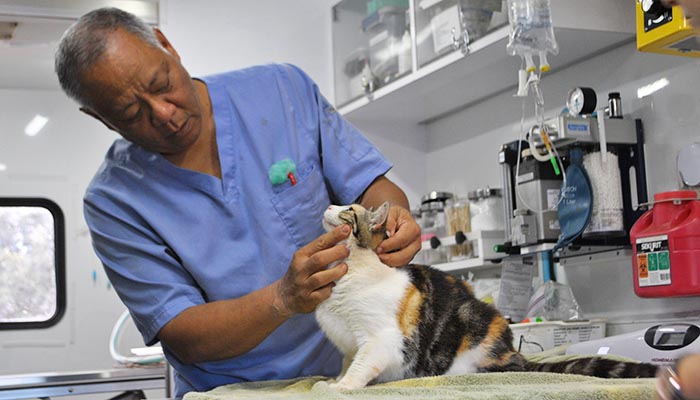 Adopt a Cat - Lanai Cat Sanctuary - Health Assessment