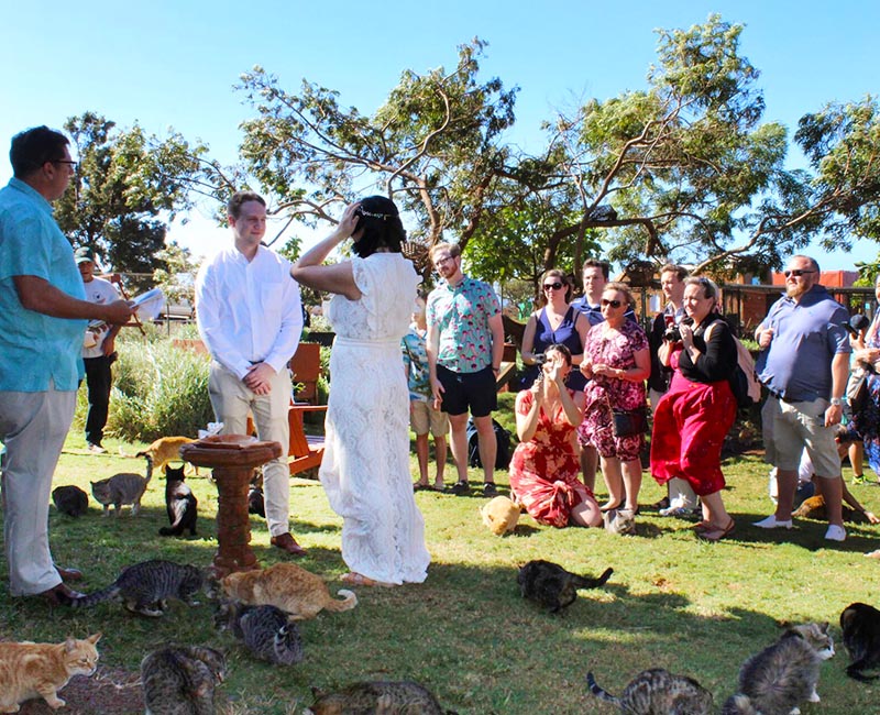 Weddings at Lanai Cat Sanctuary