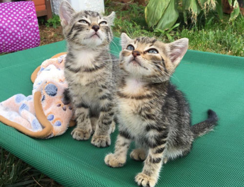 Special-needs kittens get adopted