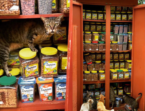 Pantry stocked by friends of felines