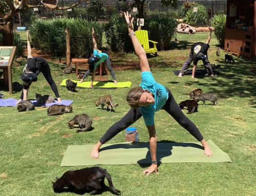 Yoga with 650 Cats