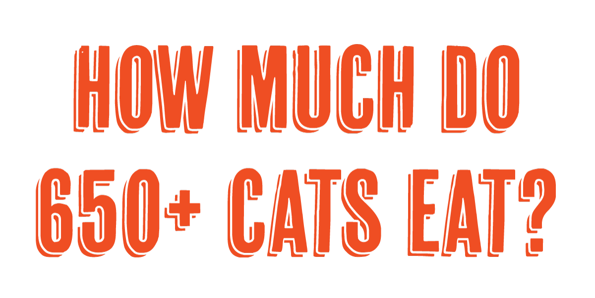 How much do our cats eat?