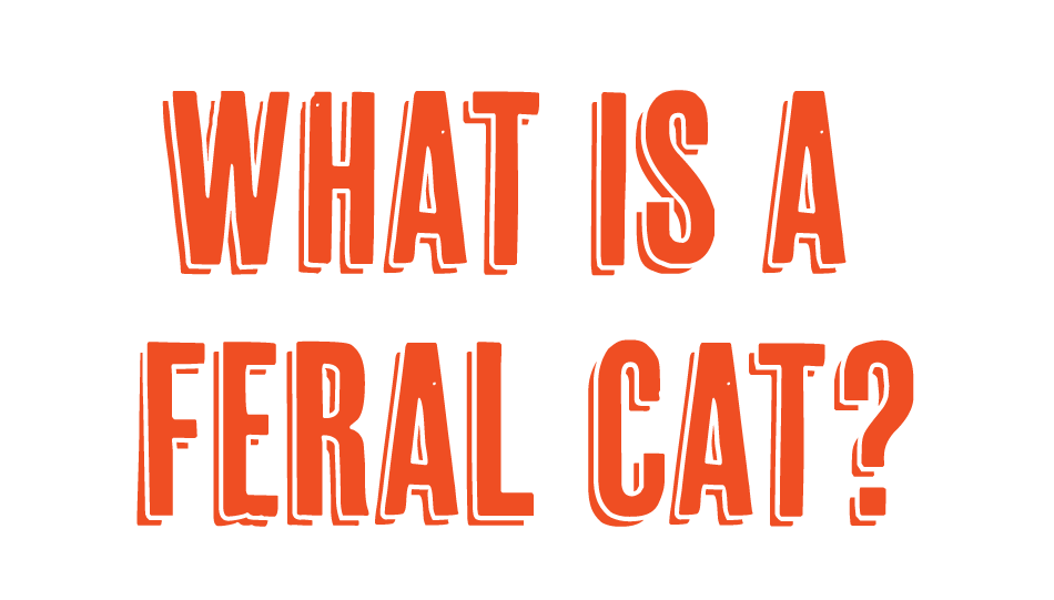 What is a feral cat?