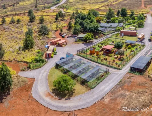 For the First Time Ever: Our Year in Impact at Lanai Cat Sanctuary