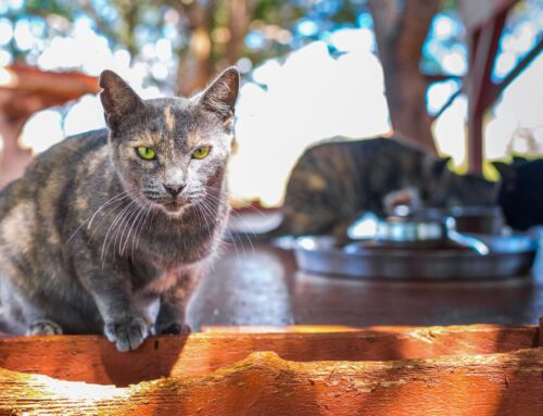 Why Stomatitis Is the Biggest Health Battle Our Sanctuary Cats Face