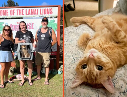 From Sanctuary to Sofa: Four Adoption Stories That Warm Our Hearts