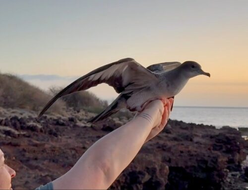 Birds, Cats, and Balance: A Hawaiian Sanctuary’s Model for Coexistence