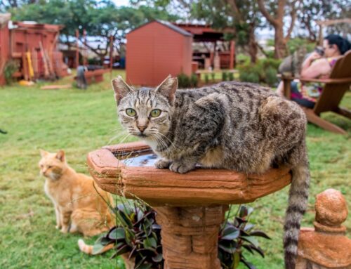 Why Visitors Keep Coming Back to the Lanai Cat Sanctuary