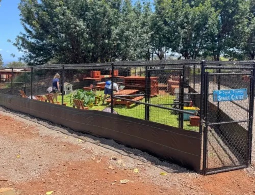 Stronger, Safer, Sanctuary-Ready: Our New Fencing Is Complete!