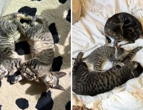 From Brothers to Beach Babies: A Lanai Adoption Story