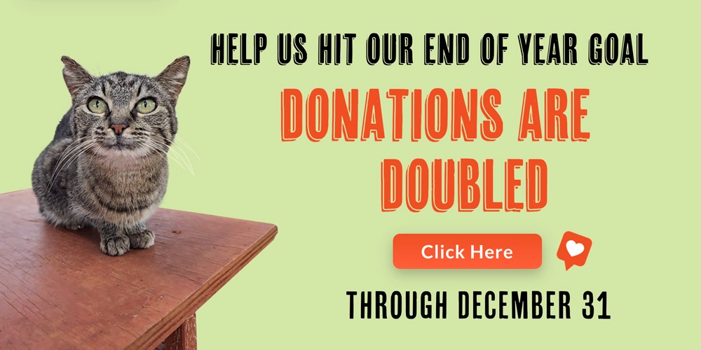 Giving Tuesday banner with cat