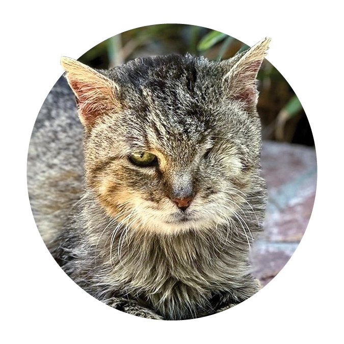 Stella cat with one eye