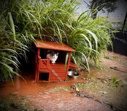 One of our Lānaʻi Lions remains safely sheltered after the storm.