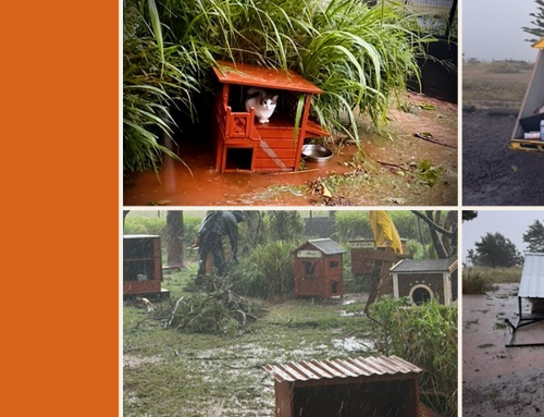 All of Our 700+ Cats Are Safe After Hurricane Lala