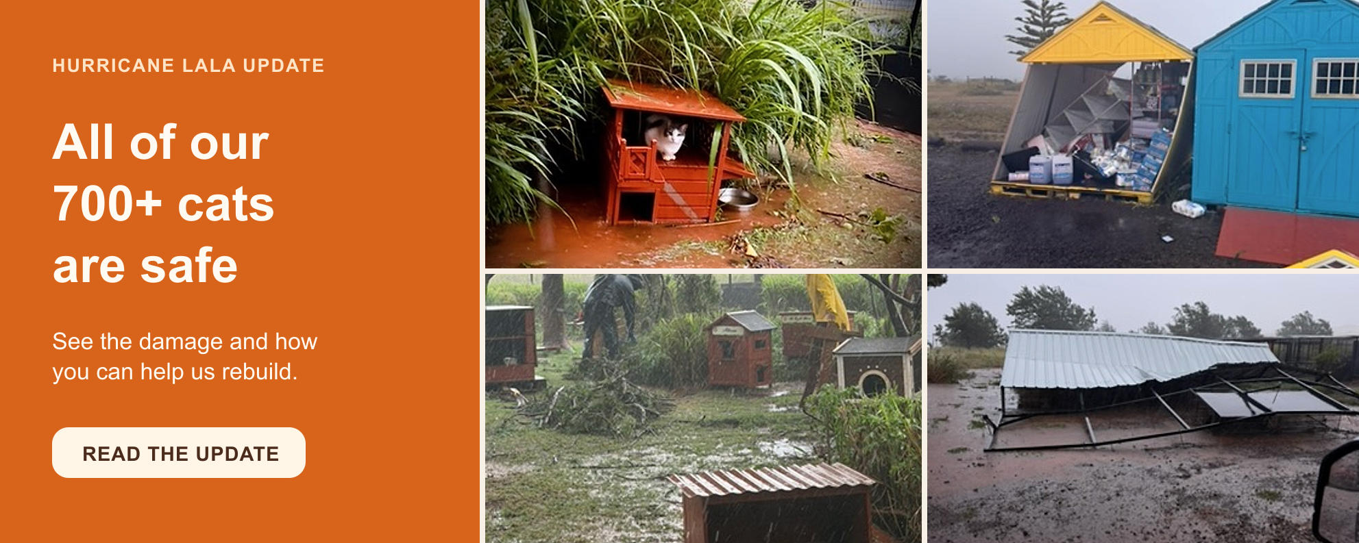 All 700+ Lānaʻi Cat Sanctuary cats are safe after Hurricane Lala