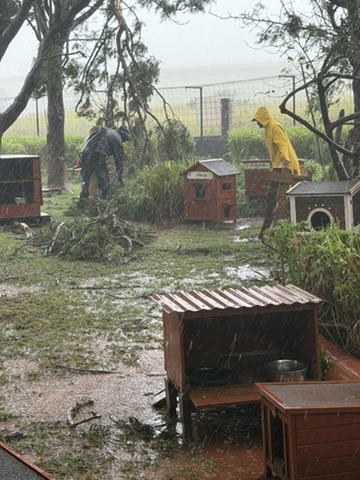 Lānaʻi Cat Sanctuary team members cleaning up storm debris among the cat houses