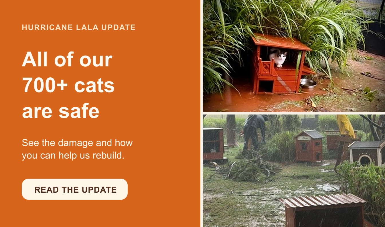 All 700+ Lānaʻi Cat Sanctuary cats are safe after Hurricane Lala